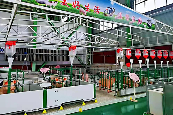 Henan Ruihang Agriculture and Animal Husbandry Science Pig Raising Knowledge Sharing -- Keeping the Pig Farm Warm and Insect Repellent in Winter